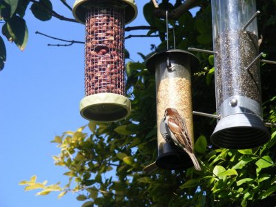 bird feeder bird garden.jpeg