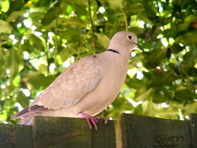 collared dove on the fence HD.jpg