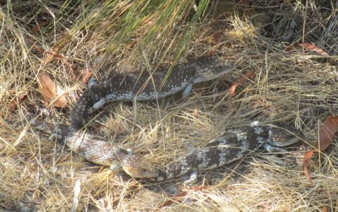 3 x 2 Blueys.JPG 3 x 2 Blueys.JPG