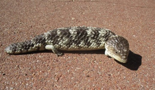 Blue 2.JPG Blue 2.JPG