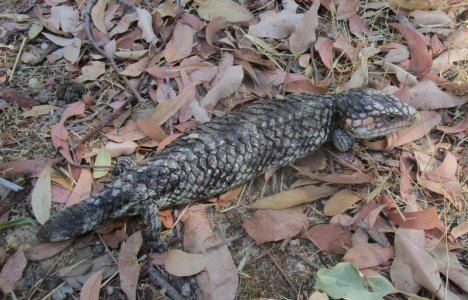 Blue 3.JPG Blue 3.JPG