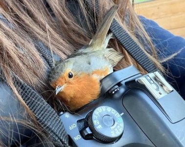 Robin-bird-snuggles-with-photographer-Fay-Wadsworth-SWNS-SQUARE.jpg