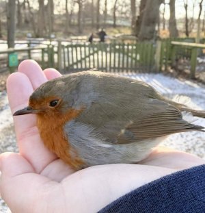 Robin-bird-in-England-lands-in-hand-SWNS-SQUARE.jpg