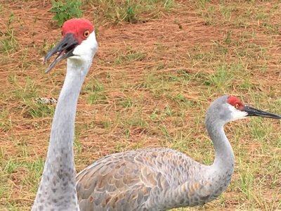 sandhill crane.jpg