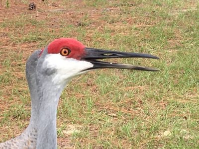 stink eyed crane.jpg