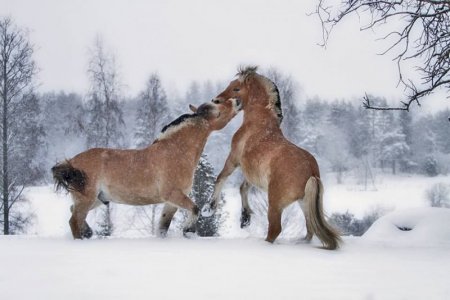 snow15.jpg snow15.jpg