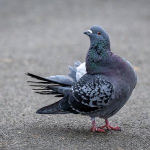 Z 600mm Test 14 Jan 26-5.jpg