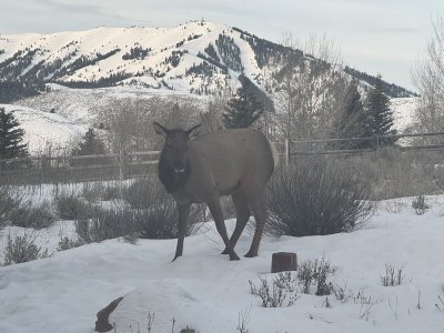 cowelklookingin the window.jpg