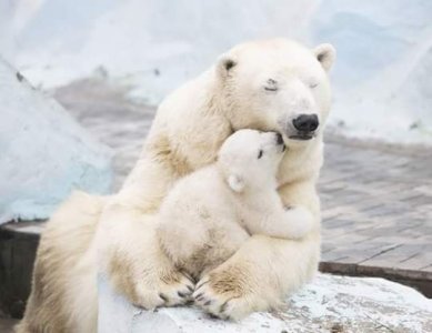 mom and baby polar bears.jpg
