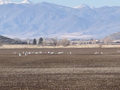 groupsof swans11526small.jpeg