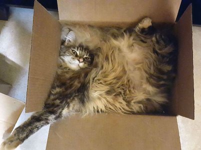 funny-cats-maine-coon-26-5c7f9b8c67f18__700.jpg