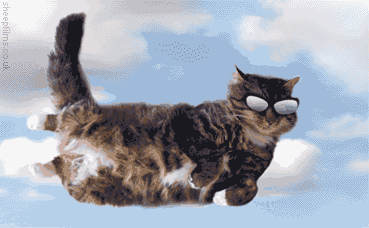 a-cat-gif-flying_cat.gif