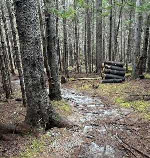 IMG_2176.jpeg IMG_2176.jpeg