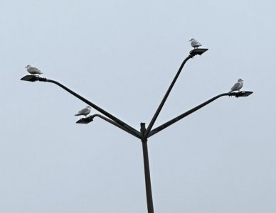 IMG_2177.jpeg IMG_2177.jpeg