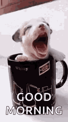 goodmorn.puppy-cup.gif