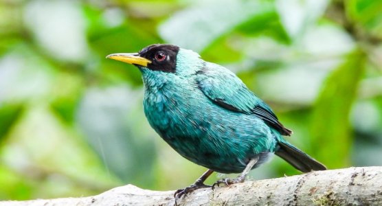 turq tanager bird.jpg