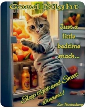 good night  cat fridge.jpeg