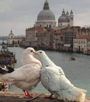 white turtle doves.jpg