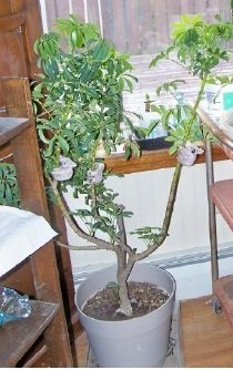 Schefflera.jpg Schefflera.jpg
