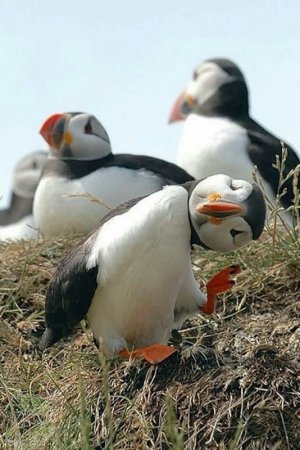 B&W puffins.jpg