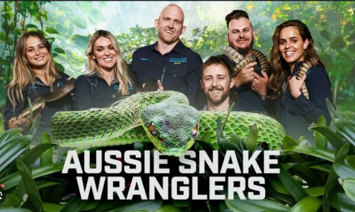 Aussie.jpg Aussie.jpg