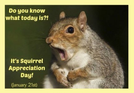 sqirrel-appreciation.JPG