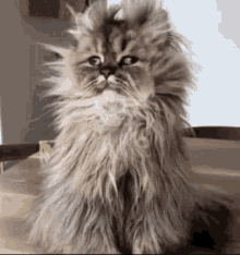 good-morning-cat.gif