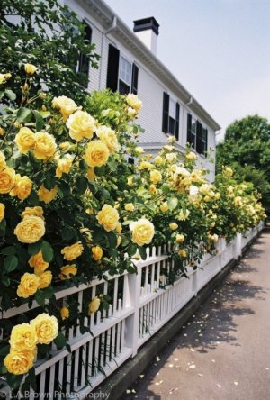 yellow roses.jpg