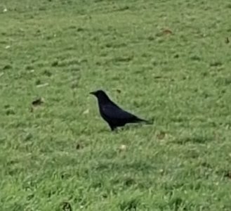 crow 1.jpg