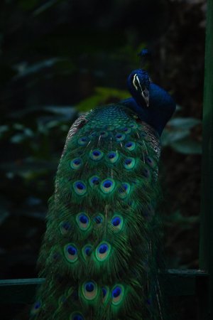 green peacock.jpg