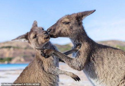 Mum kissing Joey.jpg