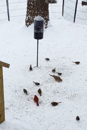 birds-jan24th.jpg
