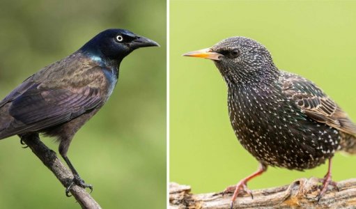 starling-grackle-shutterstock-web.jpg starling-grackle-shutterstock-web.jpg