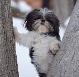 shihtzu.jpg