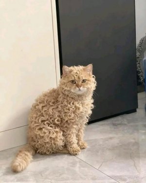 curly-hair-cat-v0-xsvnrzj3o2gg1.jpeg curly-hair-cat-v0-xsvnrzj3o2gg1.jpeg