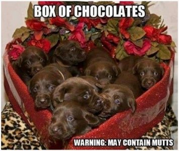 chocolate labs.jpg