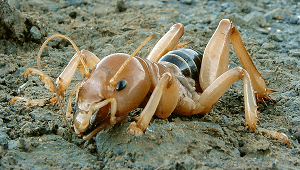 potato-bug-jerusalem-cricket-meta.png