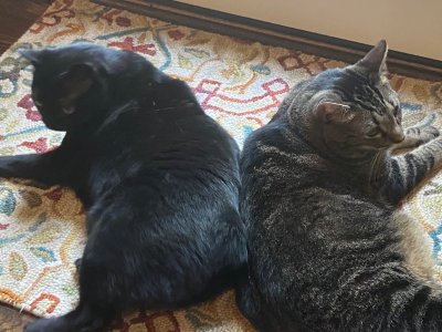 Andy & Bugsy Back-to-Back.jpg Andy & Bugsy Back-to-Back.jpg