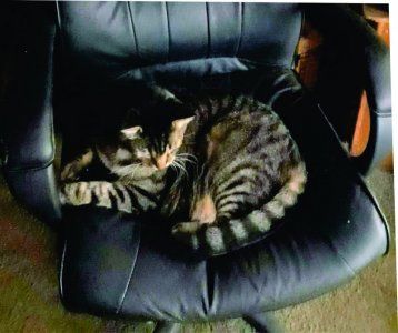 Gizmo's chair.jpg