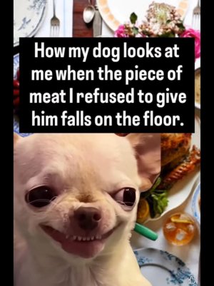 dog meat on floor.jpg