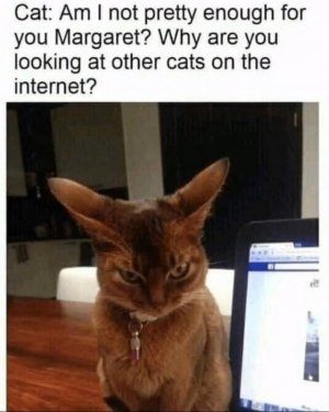 pretty enough cat.jpg