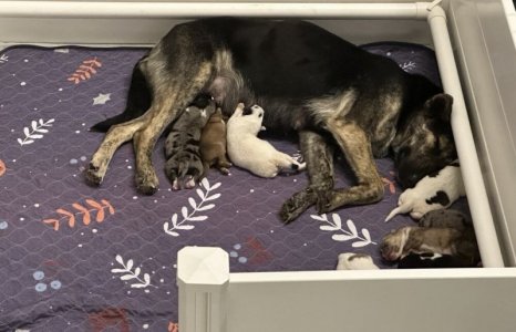 mom and puppies.jpg