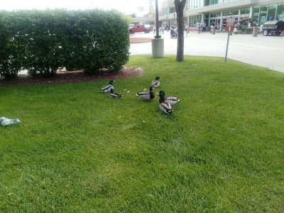 ducks at hyvee.jpg