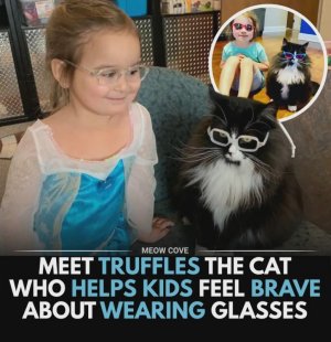 meet-truffles-the-cat-who-helps-kids-feel-brave-about-v0-900avi71umgg1.jpeg