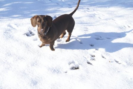 080306 Charlie Penny snow 13.JPG