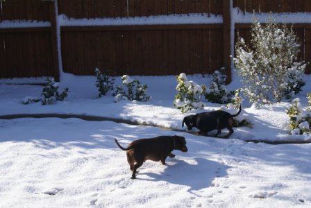 080306 Charlie Penny snow 06.JPG