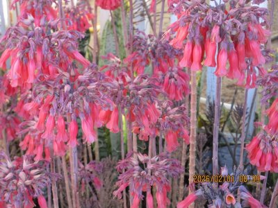 IMG_5725.JPG IMG_5725.JPG