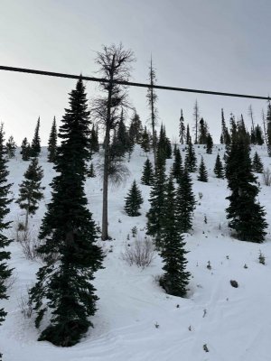 Frenchmantreescloseup2126c.jpeg Frenchmantreescloseup2126c.jpeg