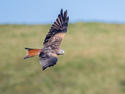 Red_Kite_in_Wales.jpeg