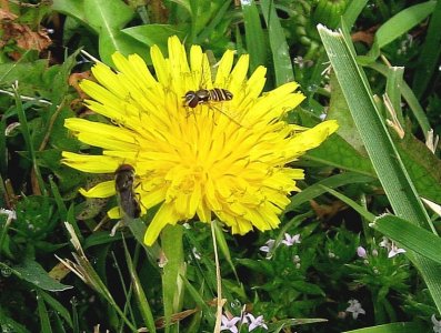 bugs on dandy.JPG
